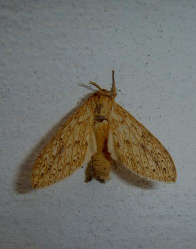 Leucanopsis sp.